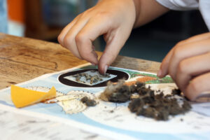 Braakballen uitpluizen @ NME-Centrum InBredius